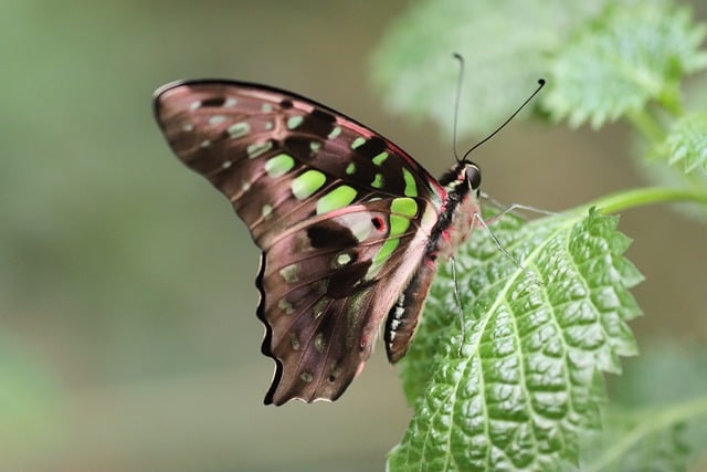 Free download butterfly nature nature wallpaper free picture to be edited with GIMP free online image editor
