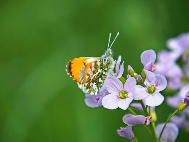 Free download butterfly nature spring flower free picture to be edited with GIMP free online image editor