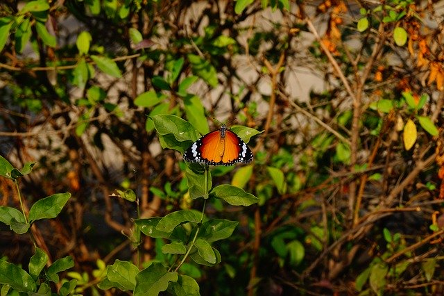 Libreng download Butterfly Nature Wallpaper - libreng larawan o larawan na ie-edit gamit ang GIMP online na editor ng imahe