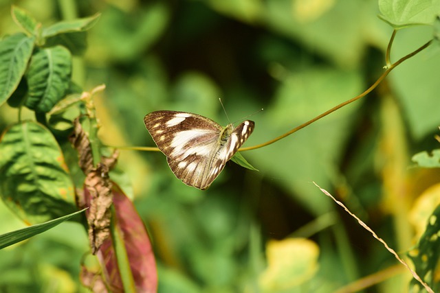 Free download butterfly nature wildlife insect free picture to be edited with GIMP free online image editor