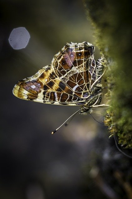 Muat turun percuma Butterfly Nature Wing - foto atau gambar percuma untuk diedit dengan editor imej dalam talian GIMP