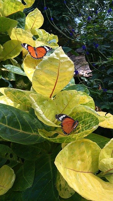 Descarga gratuita de Plantas del Observatorio de Mariposas: foto o imagen gratuita para editar con el editor de imágenes en línea GIMP