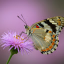 Butterfly on a purple flower  screen for extension Chrome web store in OffiDocs Chromium