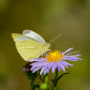 Butterfly On Aster  screen for extension Chrome web store in OffiDocs Chromium