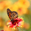 Butterfly on Red Chrysanthemum  screen for extension Chrome web store in OffiDocs Chromium