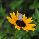 Butterfly on yellow flower  screen for extension Chrome web store in OffiDocs Chromium