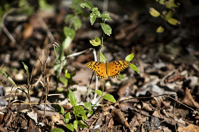 Шаблон фото метелик помаранчевий порт - для OffiDocs