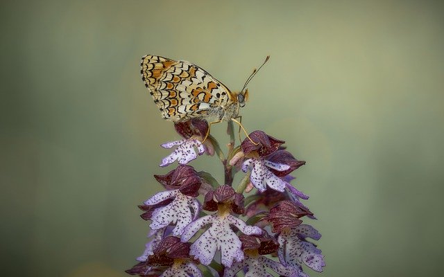 Free download Butterfly Orchid Flower -  free photo or picture to be edited with GIMP online image editor