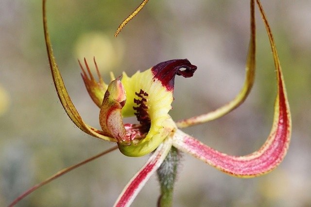 나비 난초 난초 무료 다운로드 - 무료 사진 또는 김프 온라인 이미지 편집기로 편집할 수 있는 사진