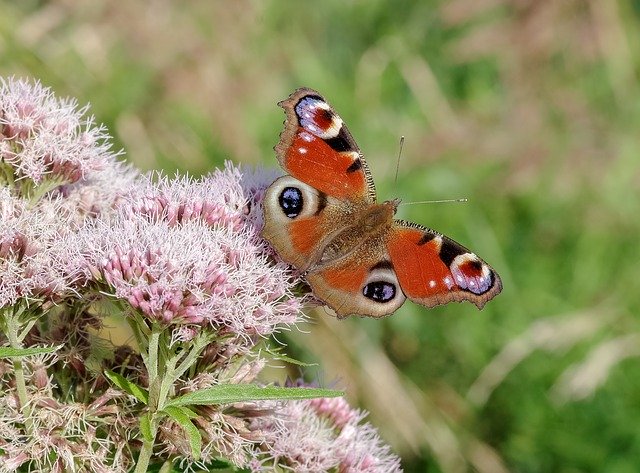 Gratis download Butterfly Painted Peacock Red - gratis foto of afbeelding om te bewerken met GIMP online afbeeldingseditor