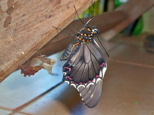 Unduh gratis Butterfly Paraguay Animal South - foto atau gambar gratis untuk diedit dengan editor gambar online GIMP