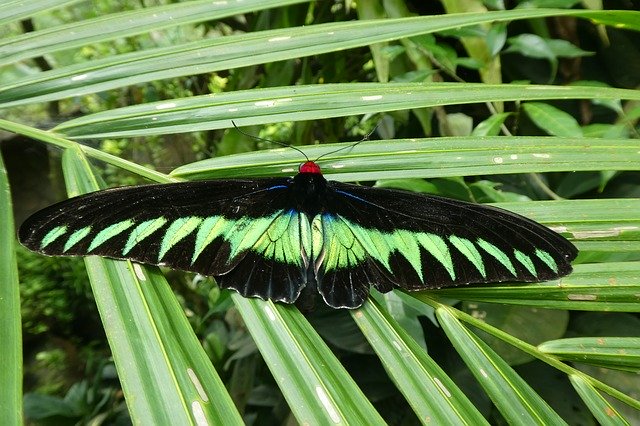 Kostenloser Download Butterfly Park Kong Kuala - kostenloses Foto oder Bild zur Bearbeitung mit GIMP Online-Bildbearbeitung