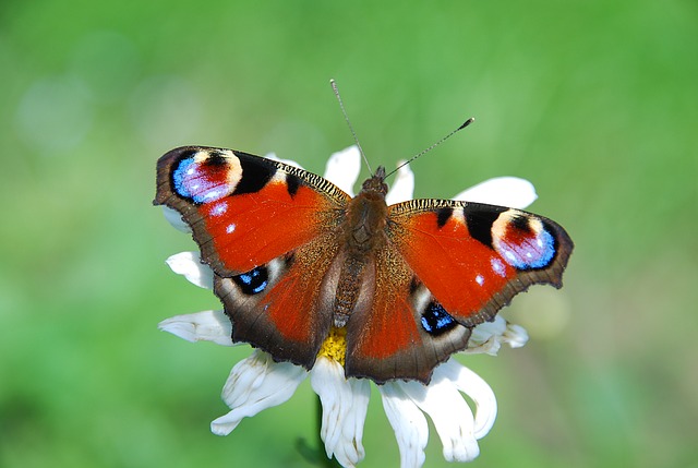 Free download butterfly peacock eye aglais io red free picture to be edited with GIMP free online image editor