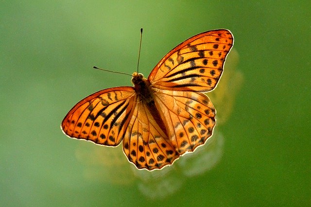 Unduh gratis Butterfly Perlovec Summer - foto atau gambar gratis untuk diedit dengan editor gambar online GIMP