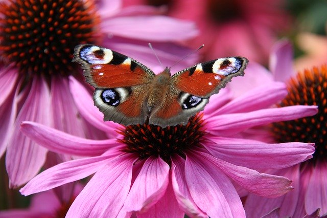 Free download Butterfly Pink Flowers -  free photo or picture to be edited with GIMP online image editor