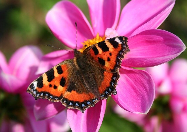 Free download Butterfly Pink Red Admiral -  free photo or picture to be edited with GIMP online image editor