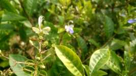 Free download Butterfly Plant Animal -  free video to be edited with OpenShot online video editor