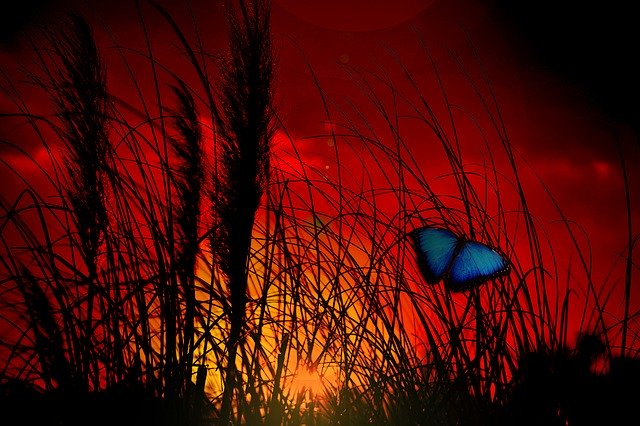 Free download Butterfly Plant Grass -  free illustration to be edited with GIMP free online image editor