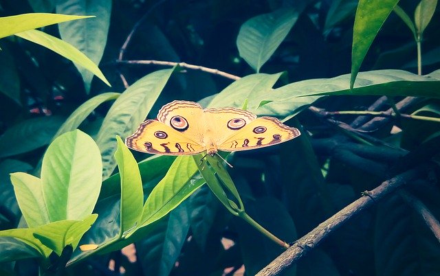 Free download Butterfly Plant Green -  free photo or picture to be edited with GIMP online image editor