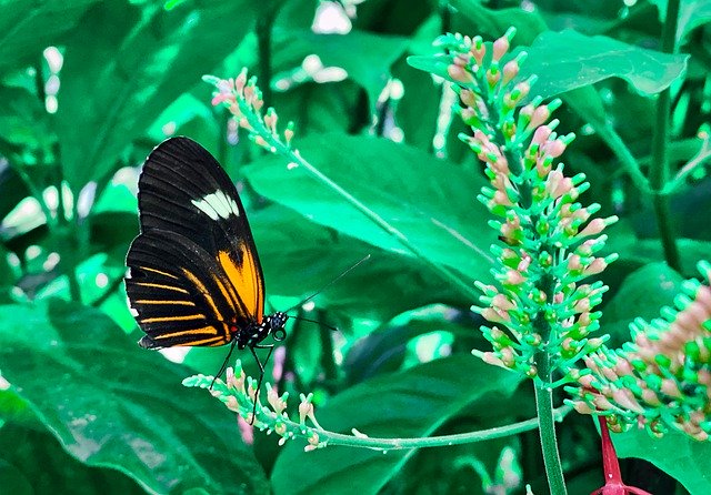 Template Photo Butterfly Plant Orange -  for OffiDocs