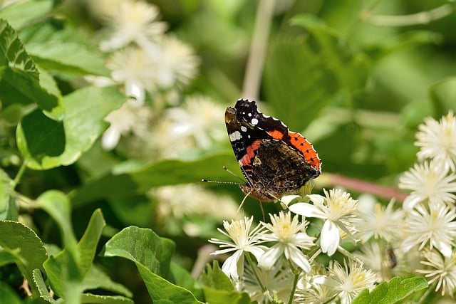 Free download butterfly plants nature flower free picture to be edited with GIMP free online image editor