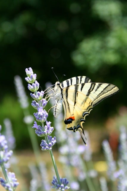 Free download butterfly podalirio moths ali free picture to be edited with GIMP free online image editor