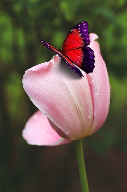 जीआईएमपी मुफ्त ऑनलाइन छवि संपादक के साथ संपादित करने के लिए मुफ्त डाउनलोड तितली परागण ट्यूलिप फूल मुफ्त चित्र