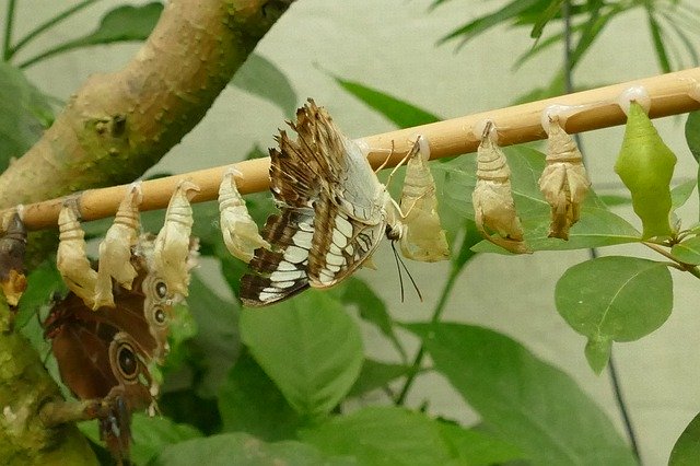 Téléchargement gratuit Butterfly Pop Caterpillar - photo ou image gratuite à éditer avec l'éditeur d'images en ligne GIMP