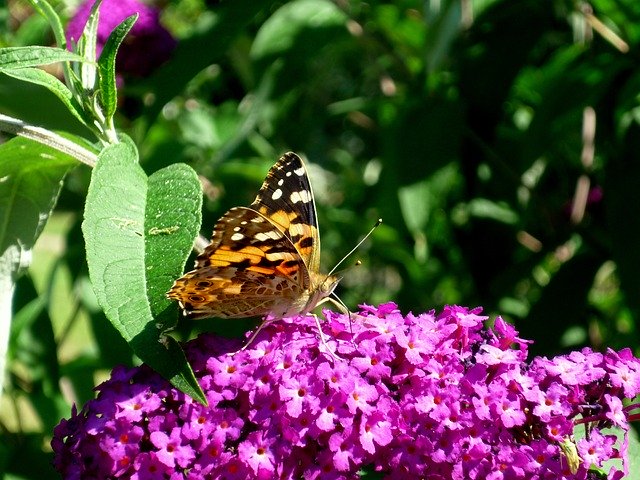 Muat turun percuma Butterfly Purple Flower - foto atau gambar percuma untuk diedit dengan editor imej dalam talian GIMP