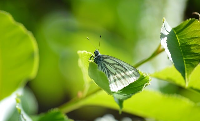 Free download butterfly rapeseed white butterfly free picture to be edited with GIMP free online image editor