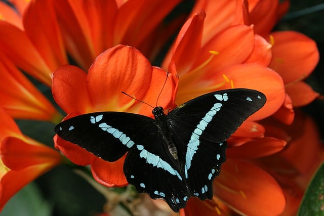 Free download butterfly red flowers pollination free picture to be edited with GIMP free online image editor