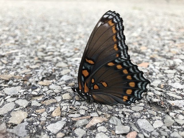 تنزيل مجاني Butterfly Road Nature - صورة مجانية أو صورة مجانية ليتم تحريرها باستخدام محرر الصور عبر الإنترنت GIMP