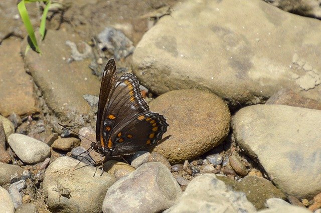 הורדה חינם Butterfly Rocks Brown - תמונה או תמונה בחינם לעריכה עם עורך התמונות המקוון GIMP