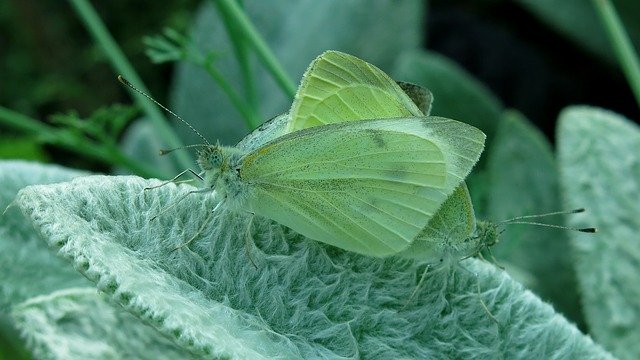 Free download Butterfly Small Cabbage White Ling -  free illustration to be edited with GIMP free online image editor