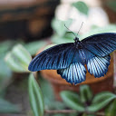 Butterfly spreads its wings  screen for extension Chrome web store in OffiDocs Chromium