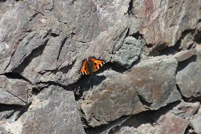 Безкоштовно завантажте Butterfly Stones - безкоштовну фотографію або зображення для редагування за допомогою онлайн-редактора зображень GIMP