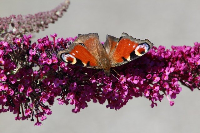 ดาวน์โหลดฟรี Butterfly Summer Lilac Nature - ภาพถ่ายหรือภาพฟรีที่จะแก้ไขด้วยโปรแกรมแก้ไขรูปภาพออนไลน์ GIMP