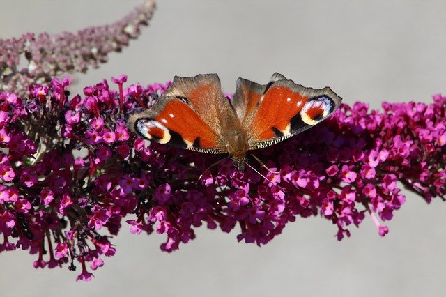 Free download Butterfly Summer Lilac Nature -  free photo or picture to be edited with GIMP online image editor