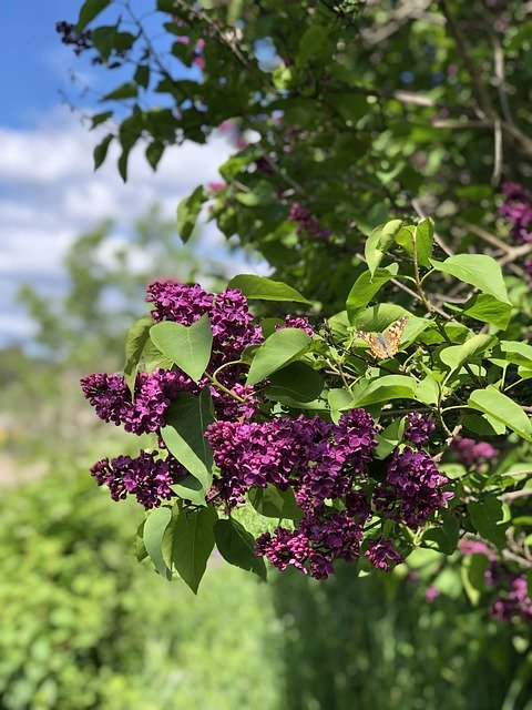 Gratis download Butterfly Summer Lilac The Nature - gratis foto of afbeelding om te bewerken met GIMP online afbeeldingseditor