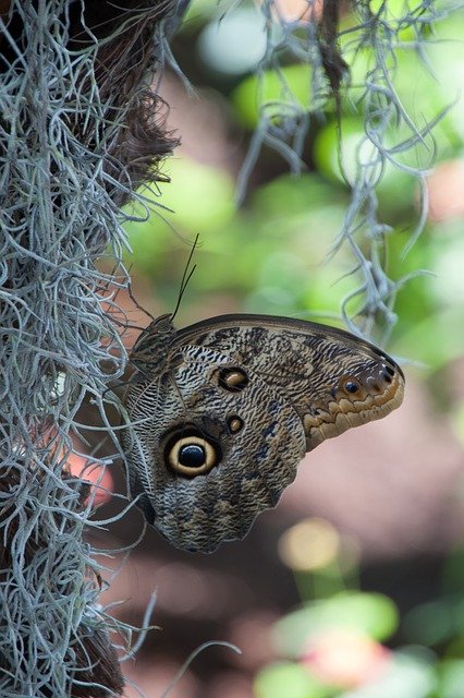 دانلود رایگان Butterfly Summer Nature - عکس یا تصویر رایگان قابل ویرایش با ویرایشگر تصویر آنلاین GIMP