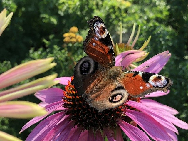 Descarga gratuita Butterfly Summer Peacock: foto o imagen gratuita para editar con el editor de imágenes en línea GIMP