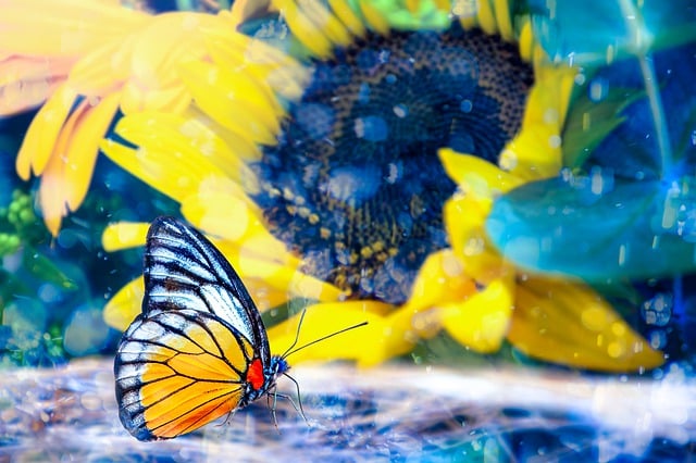 無料ダウンロード蝶ひまわり自然壁紙GIMPで編集できる無料オンライン画像エディター