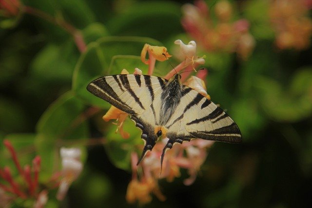 دانلود رایگان Butterfly Swallowtail Nature - عکس یا تصویر رایگان قابل ویرایش با ویرایشگر تصویر آنلاین GIMP