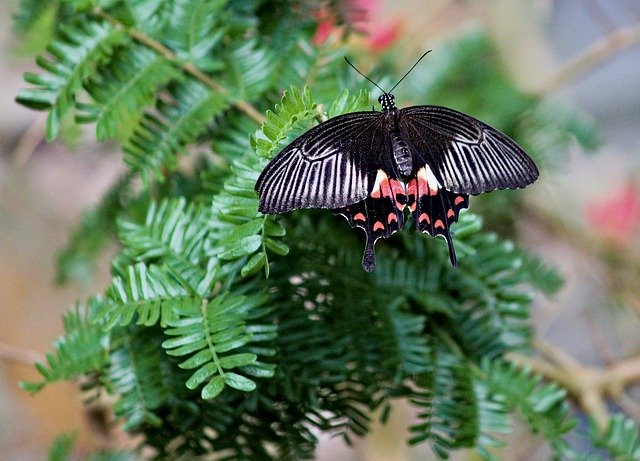 Free download Butterfly The Exotic Wings -  free photo or picture to be edited with GIMP online image editor