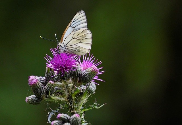 Descarga gratuita Butterfly Thistle: foto o imagen gratuita para editar con el editor de imágenes en línea GIMP