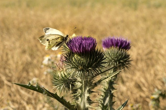 Descărcare gratuită Butterfly Thistle Field - fotografie sau imagini gratuite pentru a fi editate cu editorul de imagini online GIMP