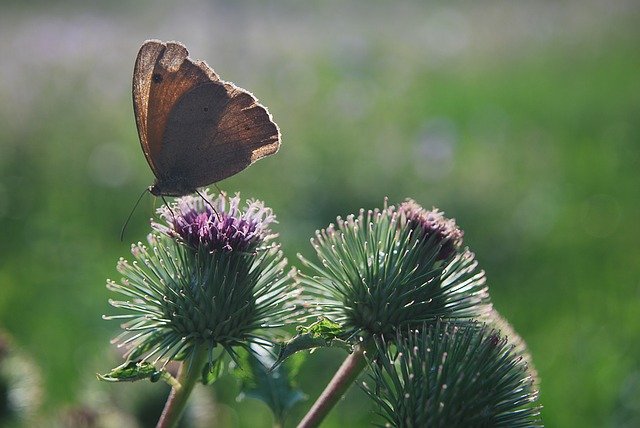Free download butterfly thistle n close up free picture to be edited with GIMP free online image editor