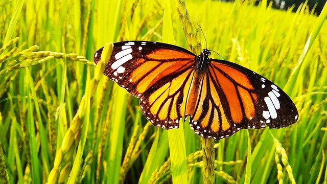 Free download Butterfly Tree -  free photo or picture to be edited with GIMP online image editor