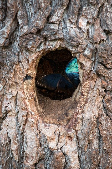 Vorlage Foto Schmetterling Baumrinde - für OffiDocs