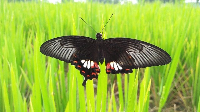 Unduh gratis Butterfly Tree Grass - foto atau gambar gratis untuk diedit dengan editor gambar online GIMP